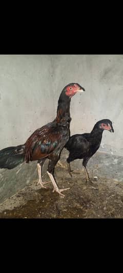 Exchange possible with desi hens 03289986860 0