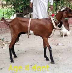 Nagri Bakri