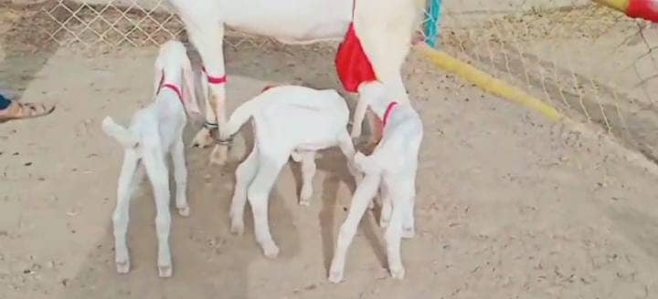 3 Bacchon Ka Sath Rajanpuri Bakri For Sale Call Number03282741027on 3