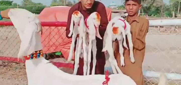 3 Bacchon Ka Sath Rajanpuri Bakri For Sale Call Number03282741027on 4