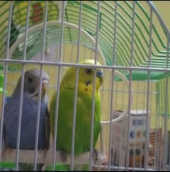 parrots available