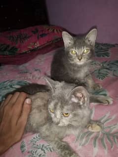 kitten's