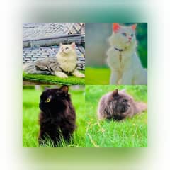 Persian hamalian british punch face piki face cat's and kitten's 0