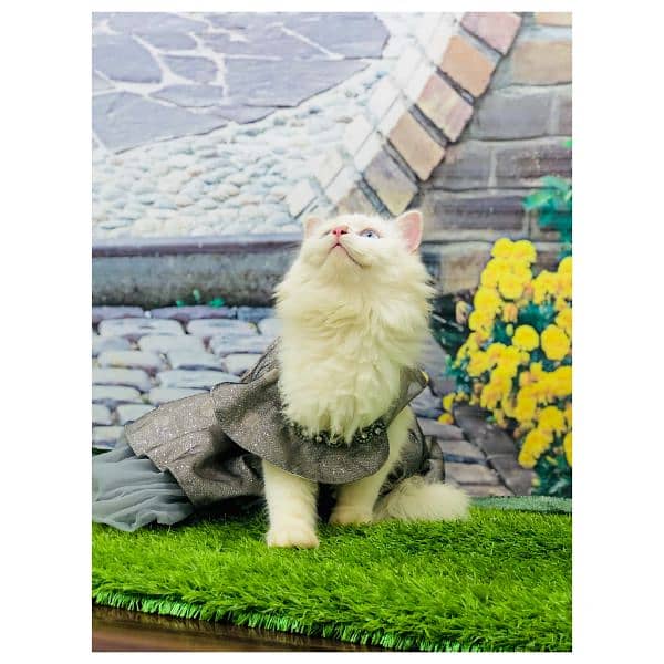 Persian hamalian british punch face piki face cat's and kitten's 3