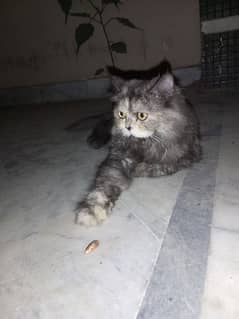 Persian triple coat cat already sapyed