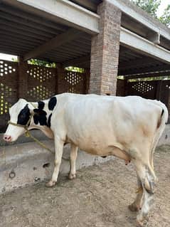 Holstein Friesian Cow