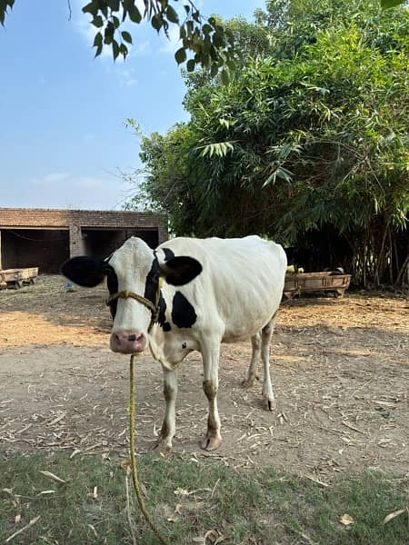 Holstein Friesian Cow 1