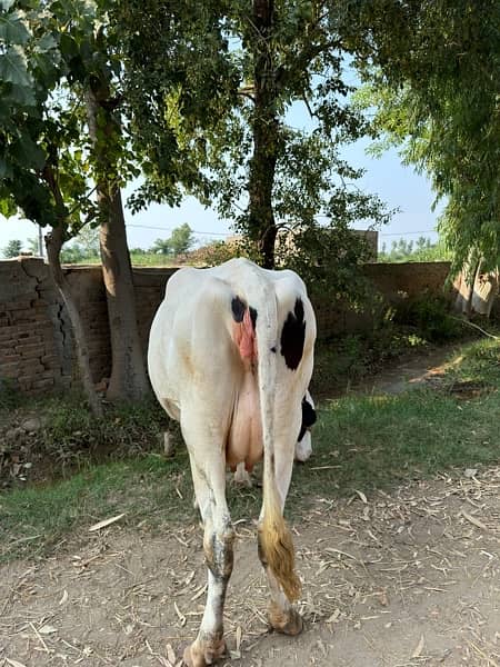 Holstein Friesian Cow 2