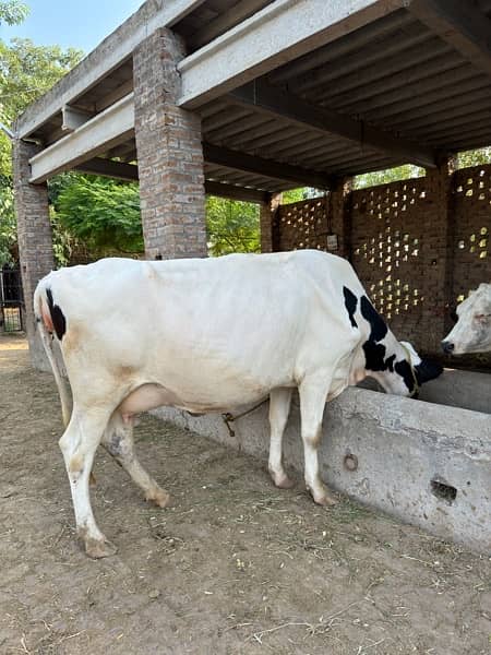 Holstein Friesian Cow 3