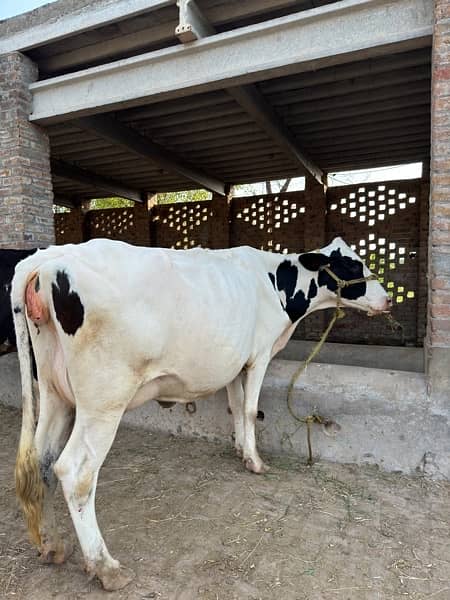 Holstein Friesian Cow 4