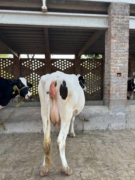 Holstein Friesian Cow 5