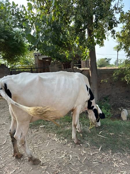 Holstein Friesian Cow 6