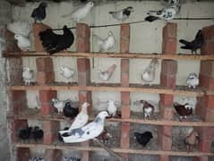 Adult Pigeon For Sale