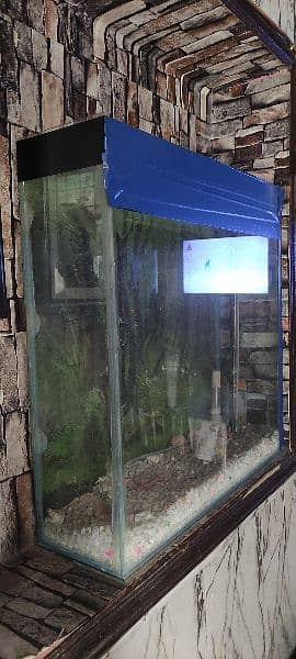 24×24×7 Aquarium for sale 1