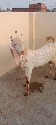 pure makhi cheena bakra for sale