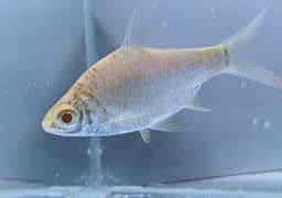 Red Eyes Tinfoil Barbs For Sale