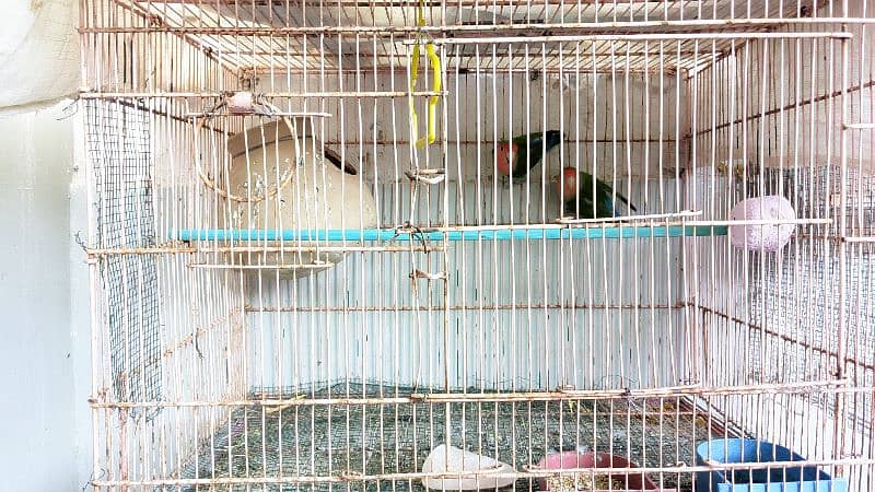 Love Birds, Lotino, Fishri, Albino Black Eye,Blue Opline 3