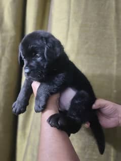 Pedigree Labrador male puppy available