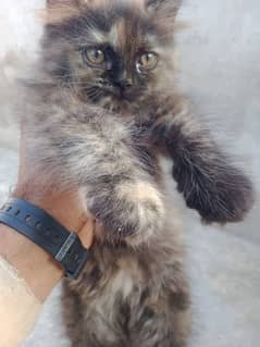 kittens and cats sale aur purshse k lia rabta karain. stud is also