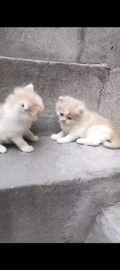 kitten pair