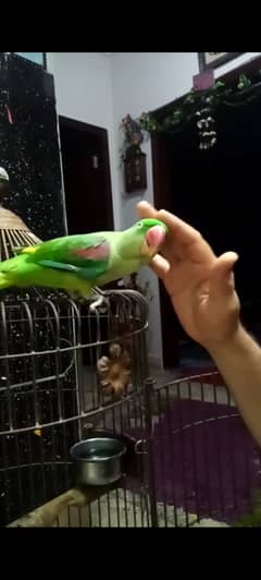 Raw parrot