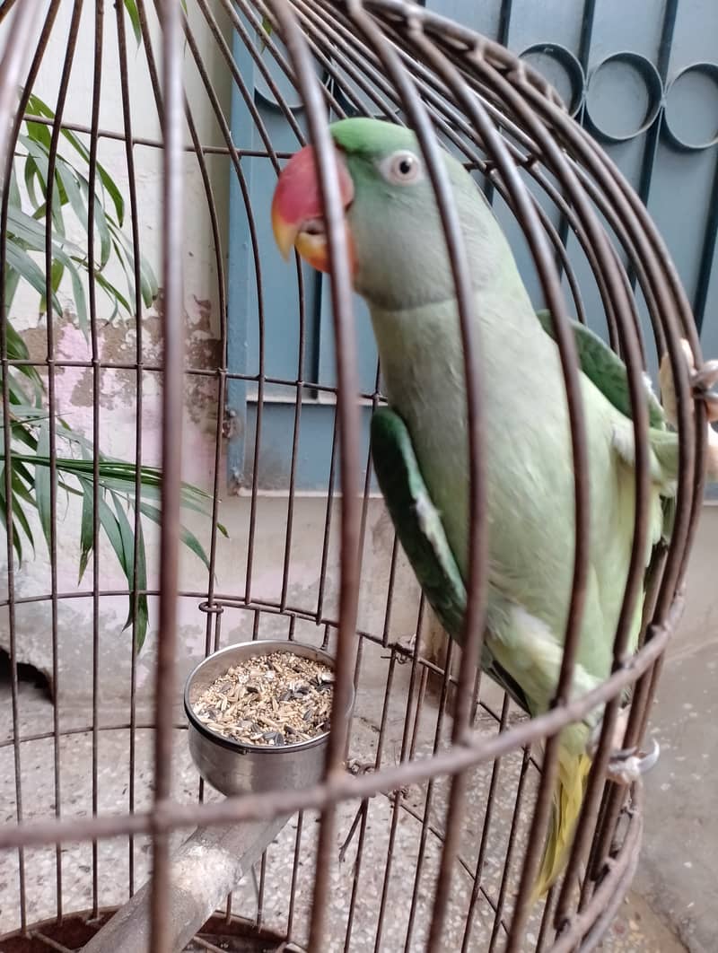 Raw female parrot talking hand tame  03032293774 0