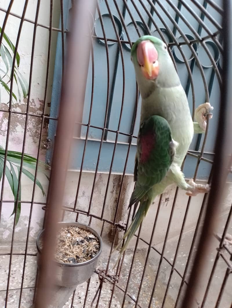 Raw female parrot talking hand tame  03032293774 1