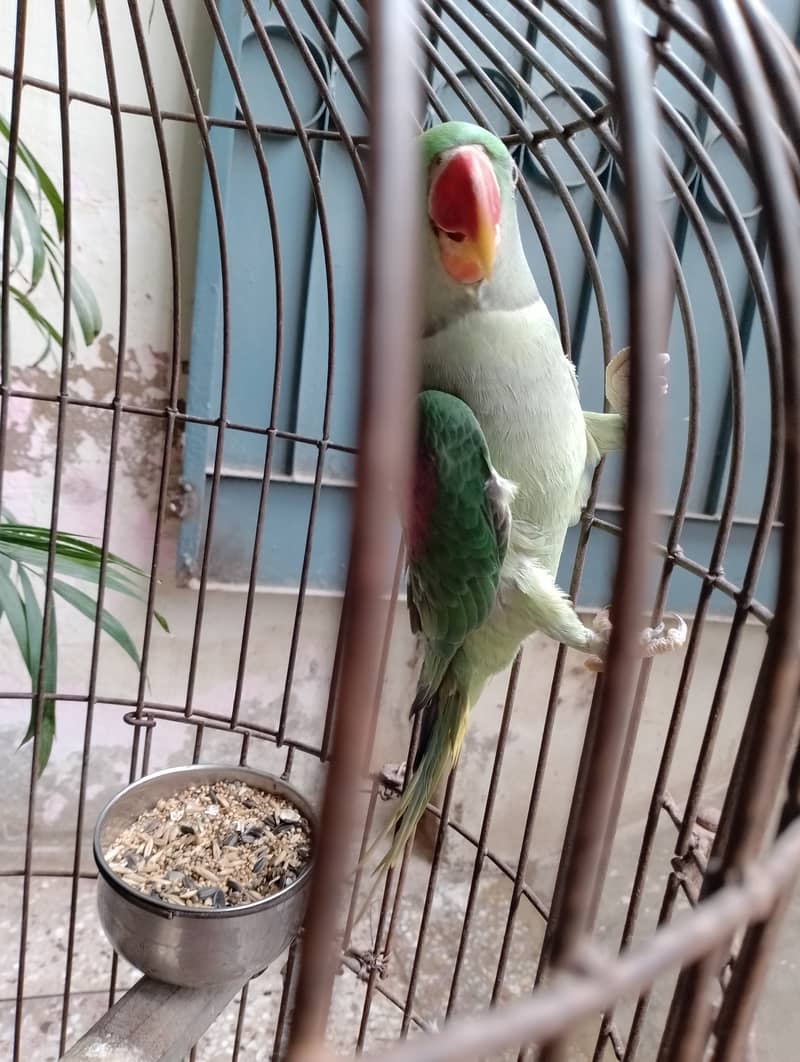 Raw female parrot talking hand tame  03032293774 2