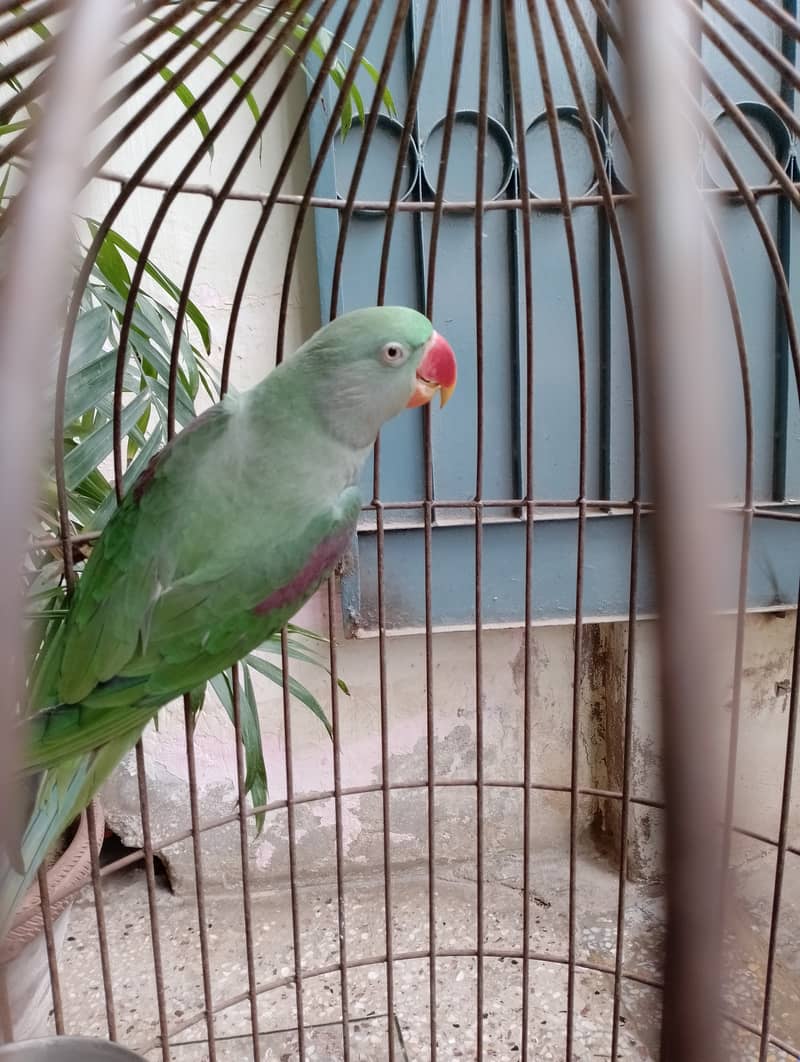 Raw female parrot talking hand tame  03032293774 3