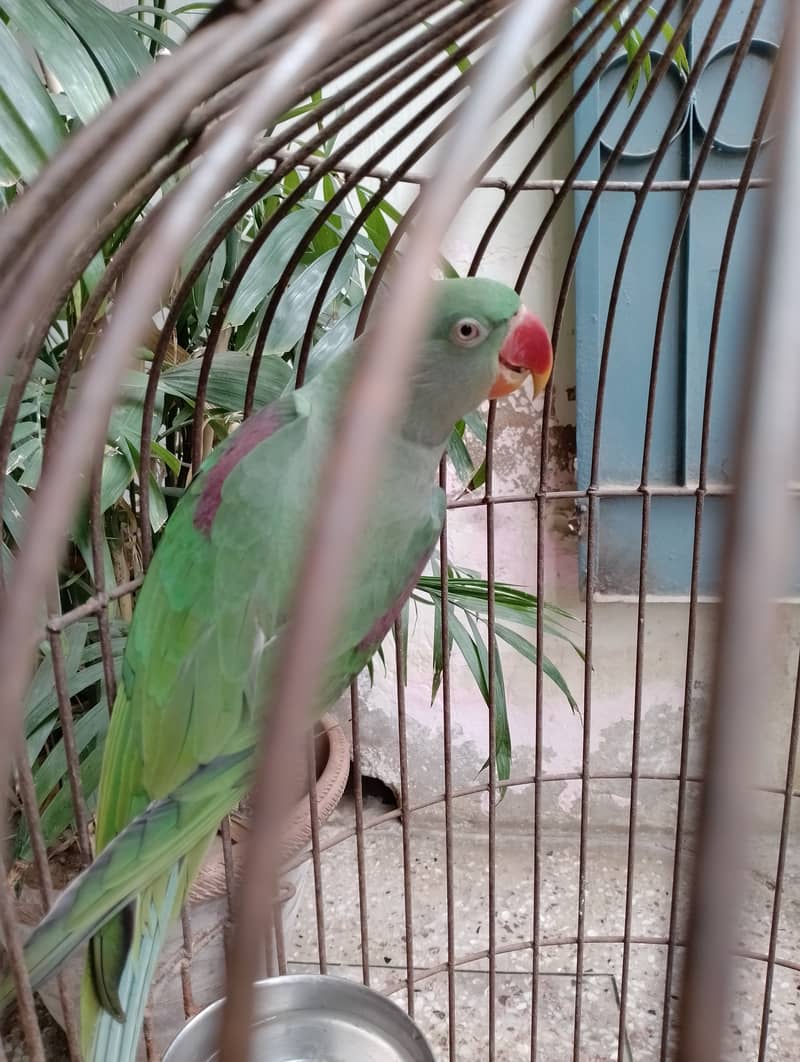 Raw female parrot talking hand tame  03032293774 4