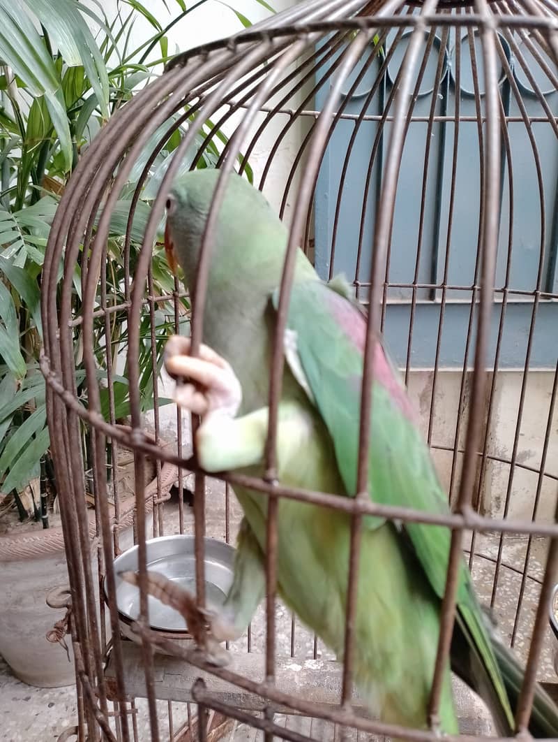 Raw female parrot talking hand tame  03032293774 5