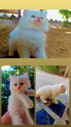 persion female n male kitten for sale