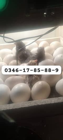 Incubator & Brooder Wholesale Dealers Lahore