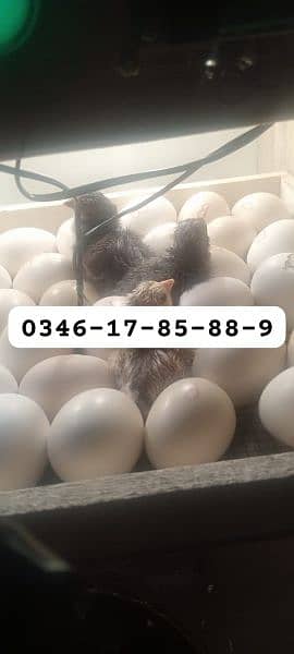 Incubator & Brooder Wholesale Dealers 0