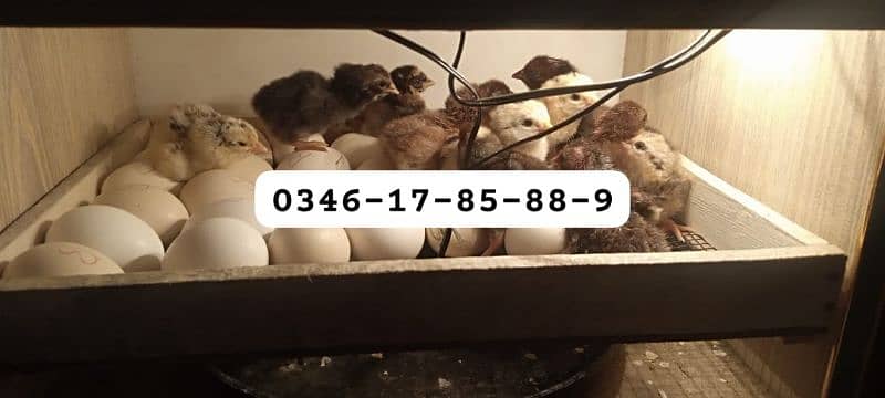 Incubator & Brooder Wholesale Dealers 1