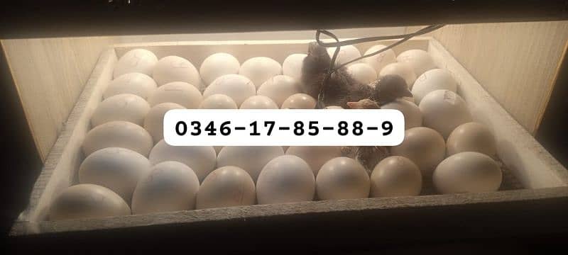 Incubator & Brooder Wholesale Dealers 2