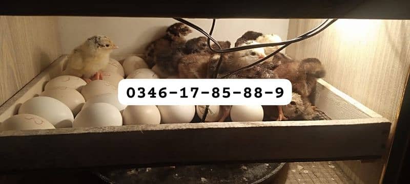 Incubator & Brooder Wholesale Dealers 3