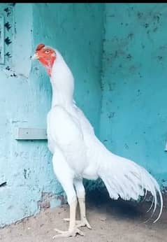 White ooking shamo German breed 0