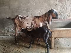 Shera Print Bakri with male kid For Sale