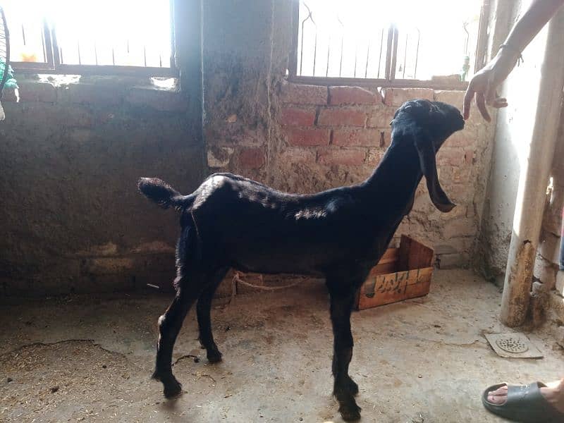 Shera Print Bakri with male kid For Sale 1