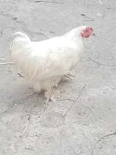 bantam male