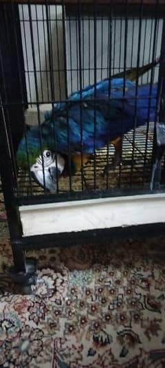 full healthy blue macaw cage