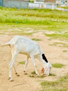 1 month ke gaban bakri Haa  jiss bahi na lain ha rabta Kara