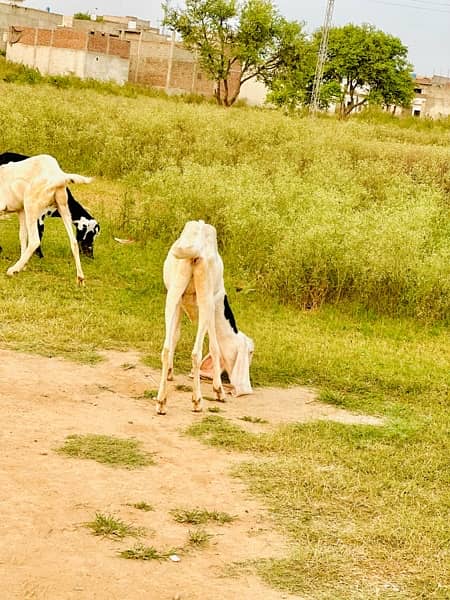 1 month ke gaban bakri Haa  jiss bahi na lain ha rabta Kara 1