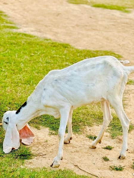 1 month ke gaban bakri Haa  jiss bahi na lain ha rabta Kara 4