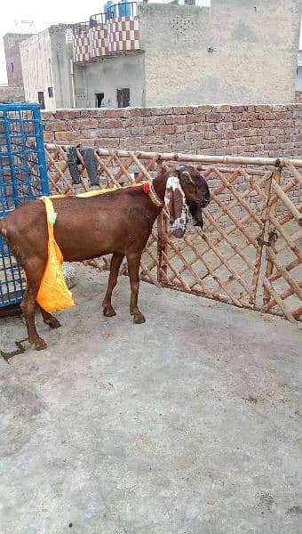 peor nagri  8 dant fresh gaban bakri 1