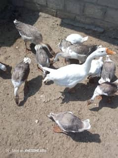 09 added imported variety duck birds for sale hain