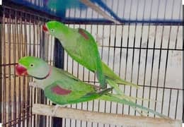 raw parrot pair he bate be karte  parrot hand tain