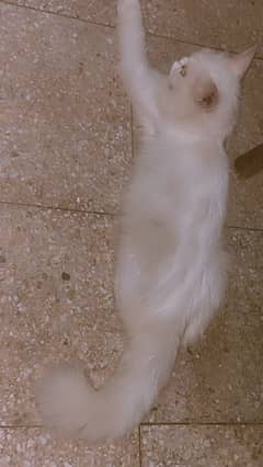 Triple coated persian cat(price is negotiable )