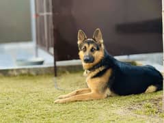 German shepherd